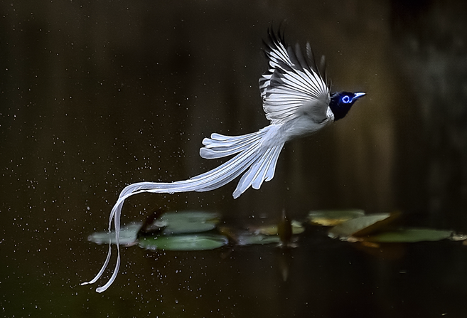 白色绶带鸟首现温州 市民直叹：像仙子般优雅