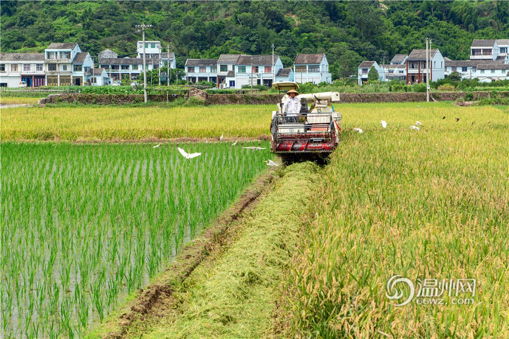 这里是温州：平阳塘川的早稻开始收割了