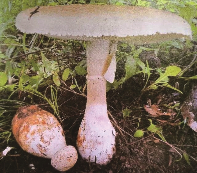 三人食用野生蘑菇中毒致肝肾损伤 "元凶"锁定这些菌菇