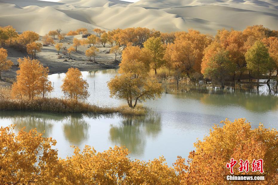 美！中国最大沙漠边缘天然胡杨金黄一片