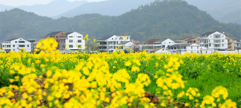 ¹����ǧĶ�Ͳ˻�ʢ�� �������ξ�һ����