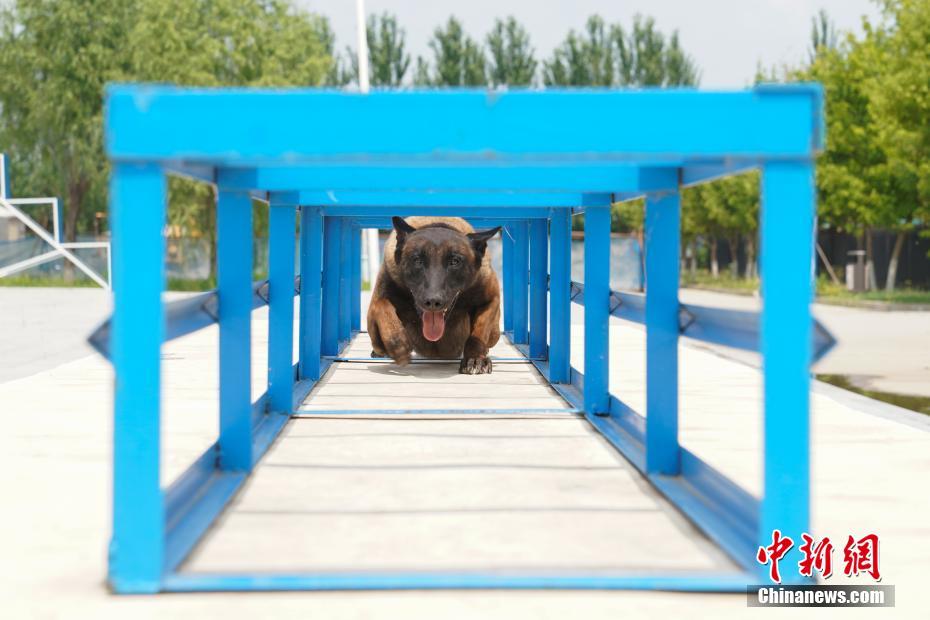 探访哈尔滨警犬训练基地