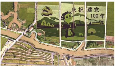 瑞安曹村为庆祝建党百年,精心修剪主题园艺画.