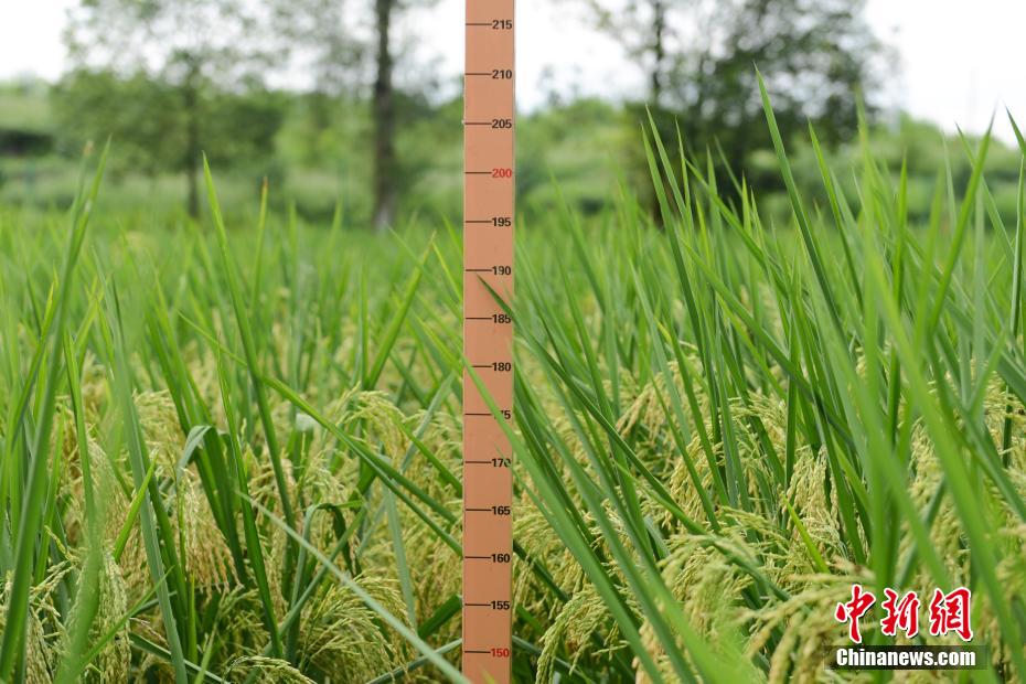 2米高“巨型稻”在重庆大足试种成功
