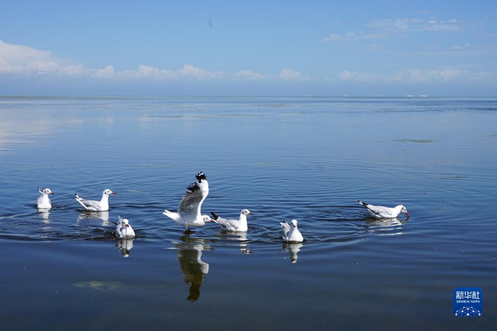 青海湖：水鸟竞飞