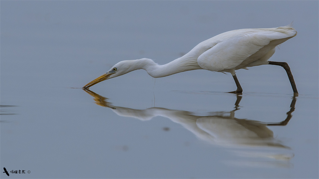 温州湿地鸟类集影