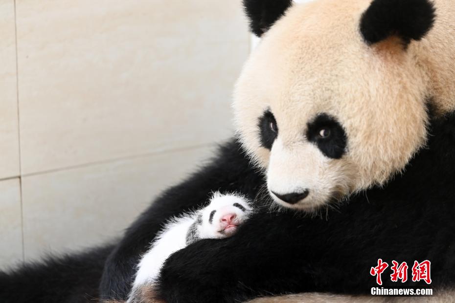 中国大熊猫保护研究中心2021大熊猫新生幼仔存活率百分之百