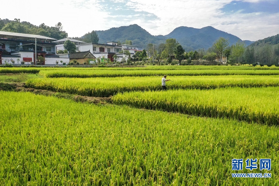 河南鲁山:乡村振兴生态美