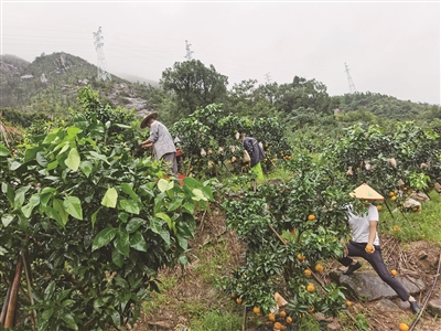 人按摩师带领村民承包荒山种果树 带动低保户就业每年每户增收1万多元