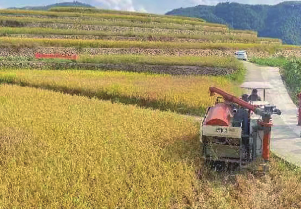 泰顺山区零碎“巴掌田”改造成集中连片田 水稻耕种收机械化率逾六成