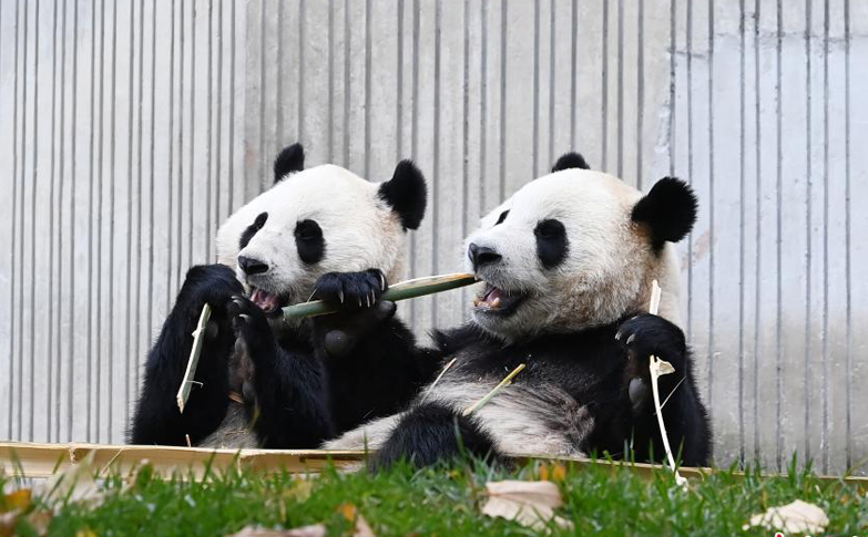 大熊猫享用美食的众生相