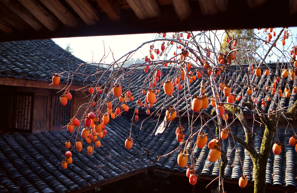 深秋，溫州鄉村柿子紅了