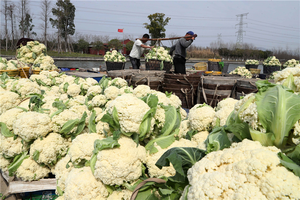 温州新增3个特色农产品优势区上榜省级名单！