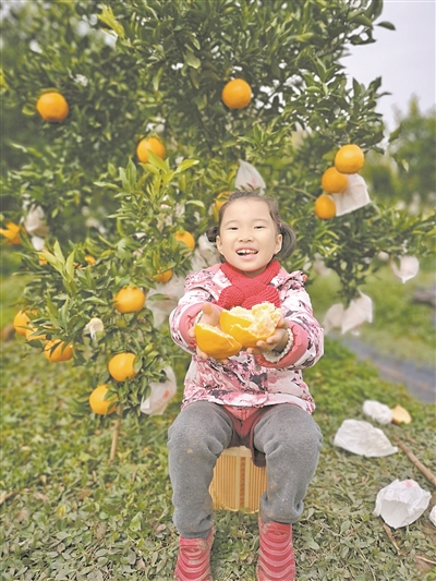 温州与四川南部县携手打造浙川共富“金名片” 以橘为媒，同筑“共富路”