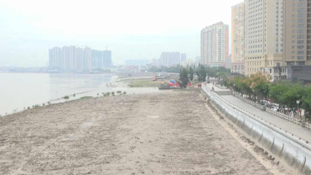 龙港市再添180亩红树林 海滩生态修复再结硕果