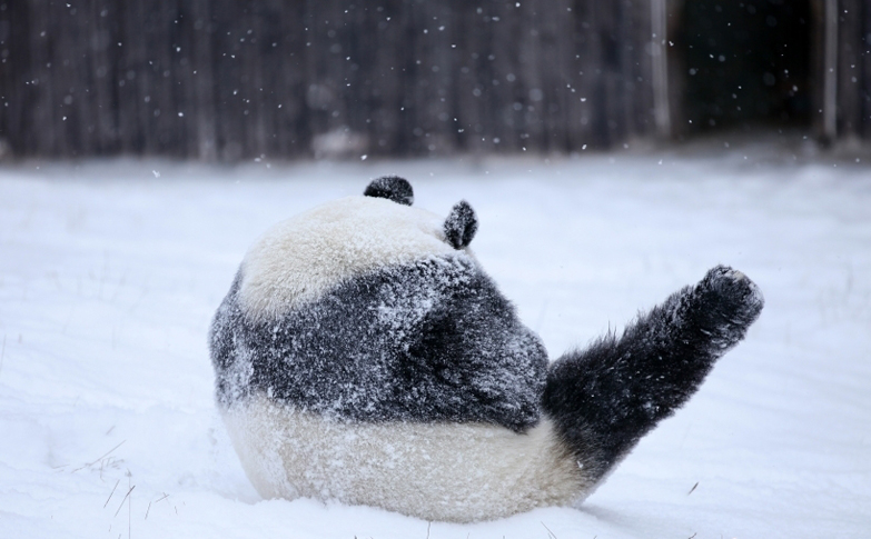 四川阿坝：“海归”大熊猫雪中玩耍