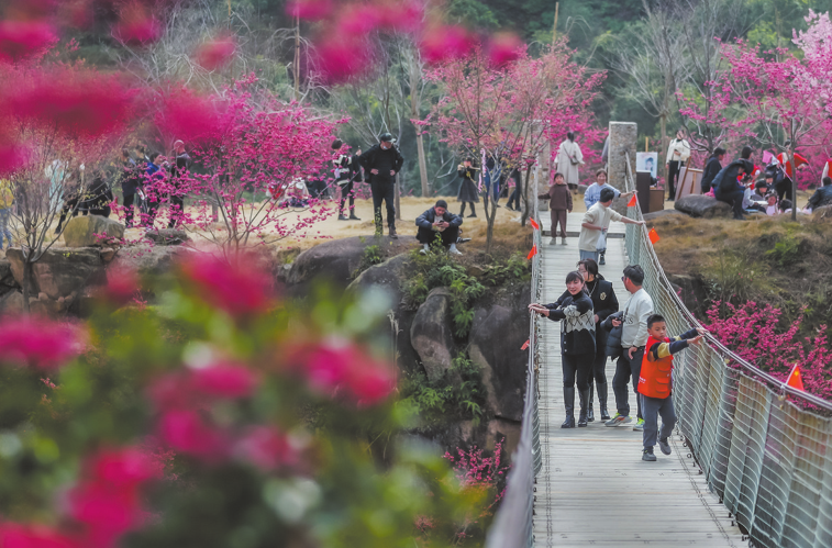 又到一年“赏樱季” 第三届温州樱花园赏樱节举行