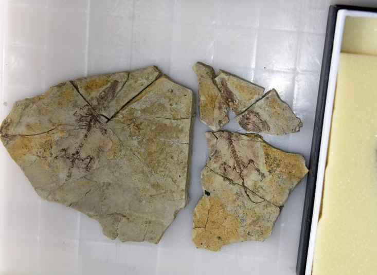 中美科研合作在热河生物群研究发现兽类起源新化石证据
