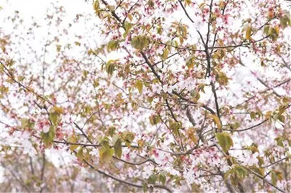 第五届瓯江口樱花节云端实景直播 给你一个别样的春天