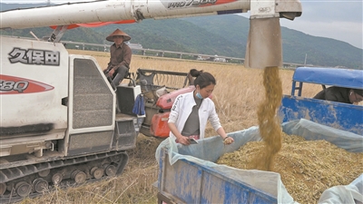 机械强农！瑞安水稻耕种收综合机械化率超九成