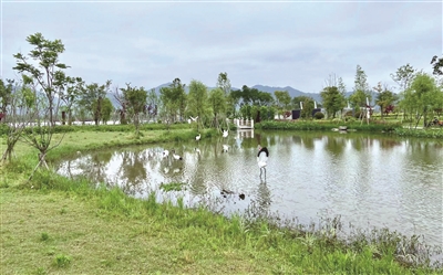 岸绿河清处处是景 温州“五水共治”治出高颜值