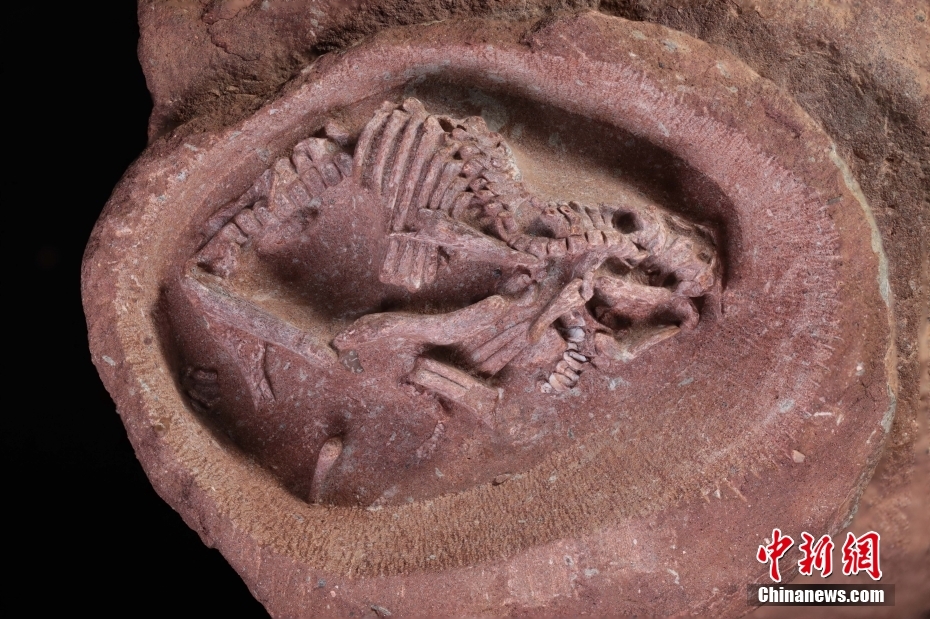 中国发现迄今为止科学记录最完整鸭嘴龙胚胎化石