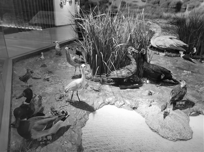 400平米动物标本展示馆落户温州大学 八成标本来自温州本土