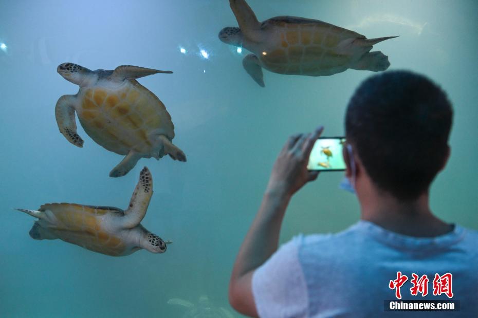 探访广东惠东海龟国家级自然保护区