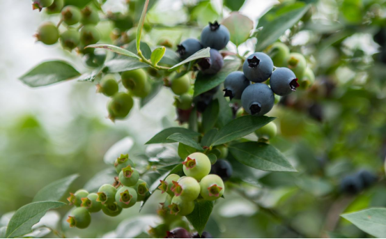 新华网：温州文成：蓝莓丰收采摘忙 成山区致富“摇钱树”