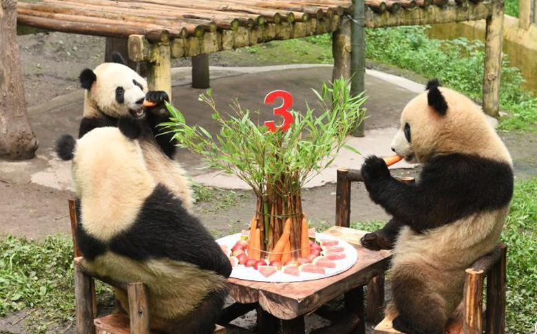 重庆动物园为六只大熊猫举办集体生日会