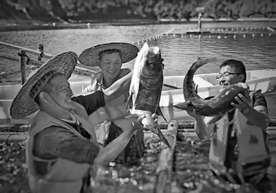 珊溪水库以渔养水富民 今年已销售活鱼12万斤