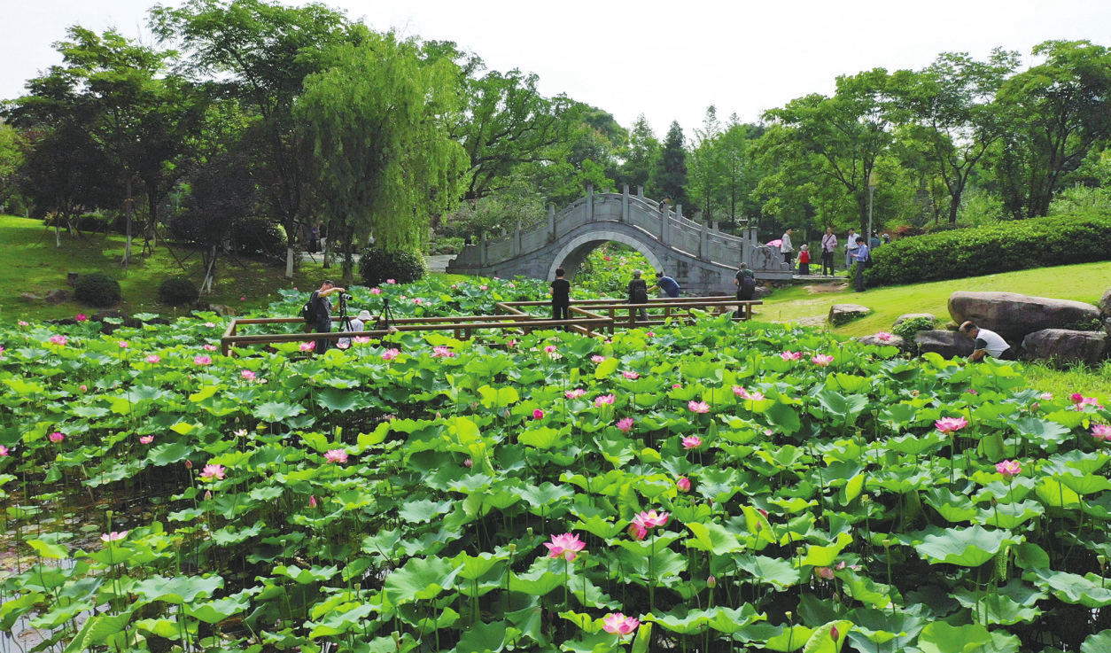 周末去杨府山公园赏荷花睡莲