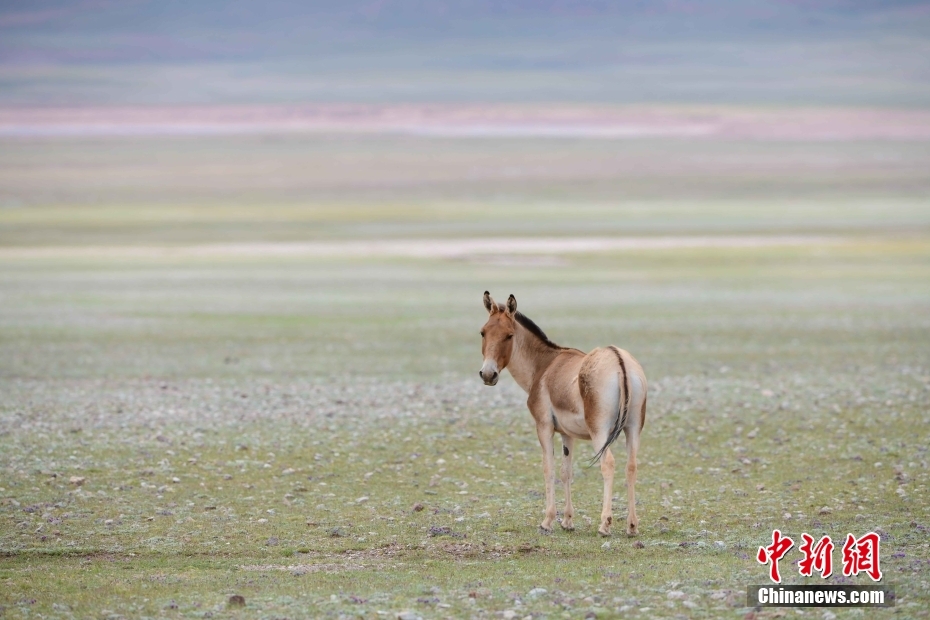 西藏羌塘草原――野生动物的乐园