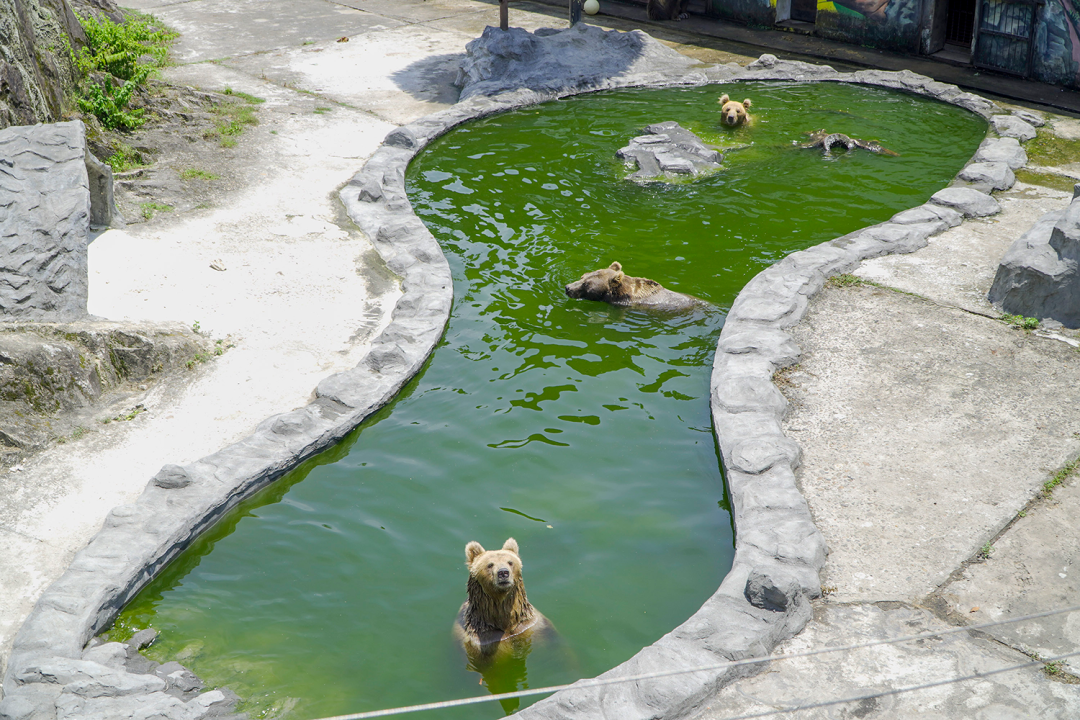 温州动物园里棕熊在水池里消暑