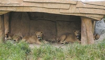 温州动物园非洲狮群新添四只“小辛巴”