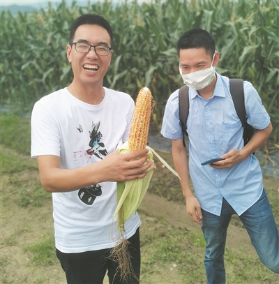 温州市农科院选育玉米新品“一点红”试种成功