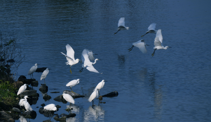 温州三��湿地：群鸟翔集 万物有灵
