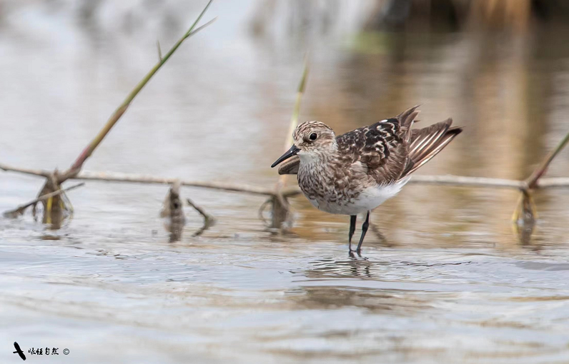 中国鸟类新记录在龙港出现 黑腰滨鹬现身滨海湿地