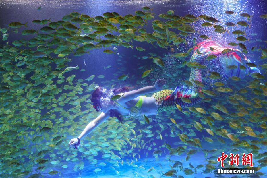 “美人鱼”与万尾黄金�共舞南京海底世界