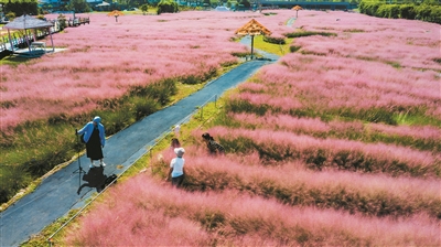 近百亩粉黛乱子草成“网红草” 吸引市民拍照游玩
