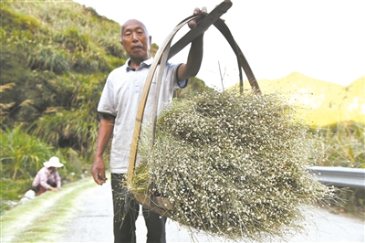 永嘉溪下乡村民种了30多年谷精草，却遭价格困局