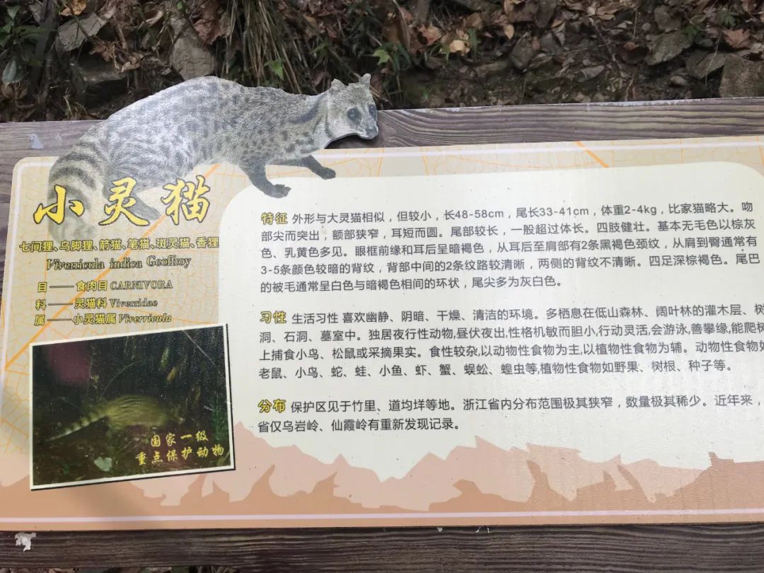大灵猫-云南野生珍稀动物-图片