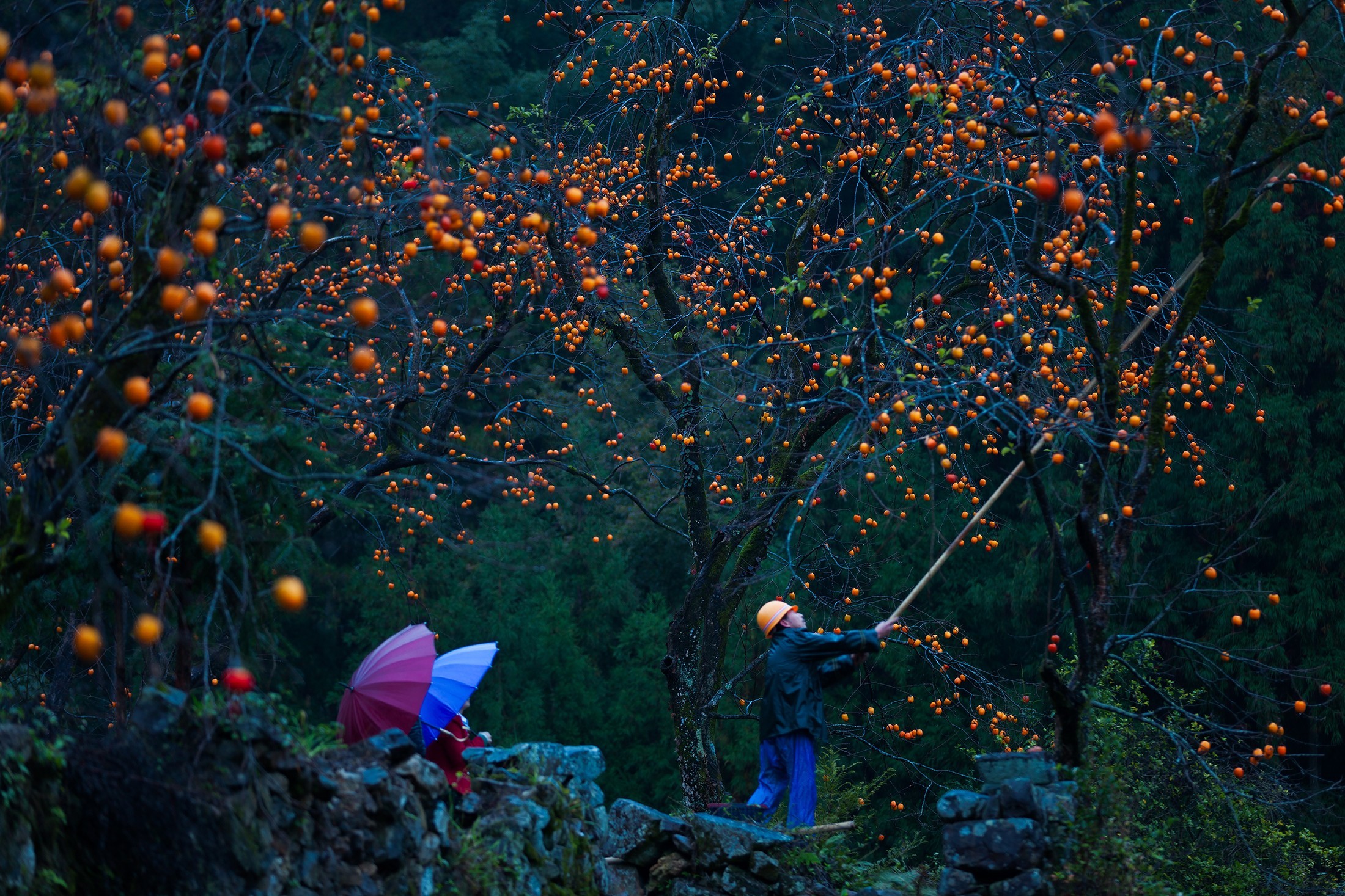 温州文成：橘黄色的深秋