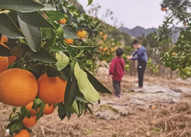 温州10万亩柑橘陆续收获 今年旱情让它格外“金贵”