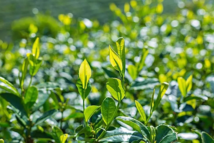 “茶”清楚了！温州有茶园面积28万亩