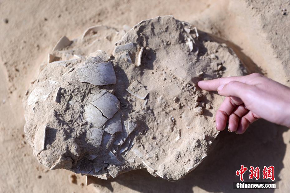 以色列发现4000年前鸵鸟蛋