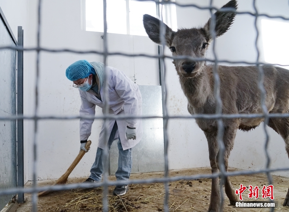 探访中国唯一国家公园内野生动物救护繁育站