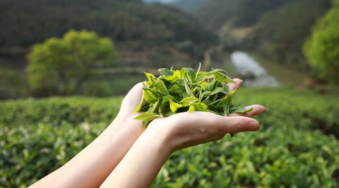 平阳春茶进入采摘旺季 预计产量150吨产值1亿元