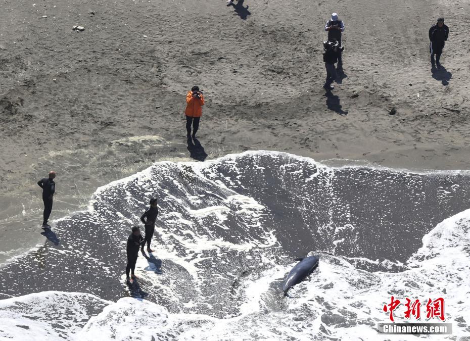 日本千葉一沙灘約30只海豚被發現擱淺 已有5只被確認死亡
