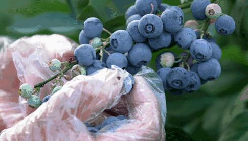 周末出发！夏日“莓”好已送达，一路赏景收获“甜蜜”吧！